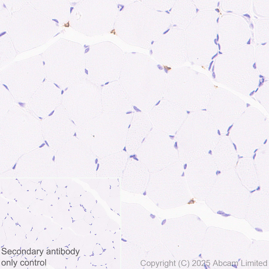 Immunohistochemistry (Formalin/PFA-fixed paraffin-embedded sections) - Anti-EMR1/ADGRE1 (F4/80) antibody [RM1302] (AB323648), expandable thumbnail