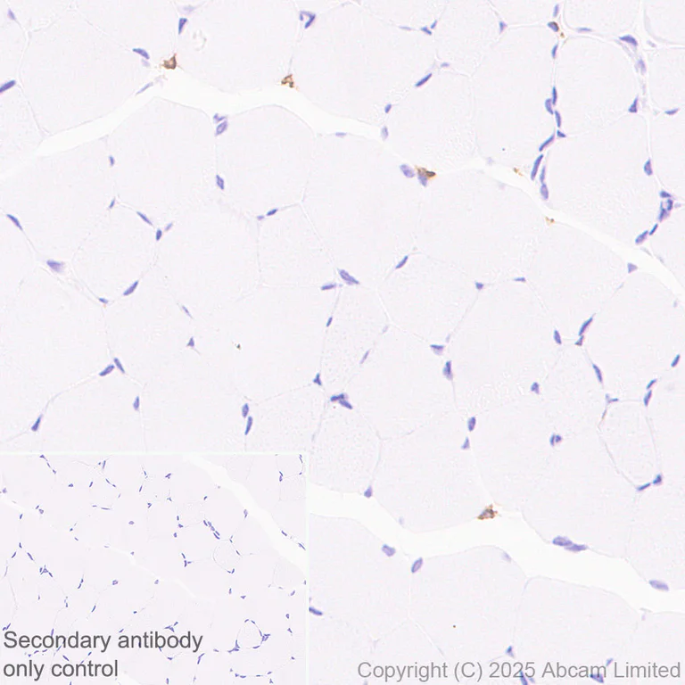 Immunohistochemistry (Formalin/PFA-fixed paraffin-embedded sections) - Anti-EMR1/ADGRE1 (F4/80) antibody [RM1302] (AB323648)