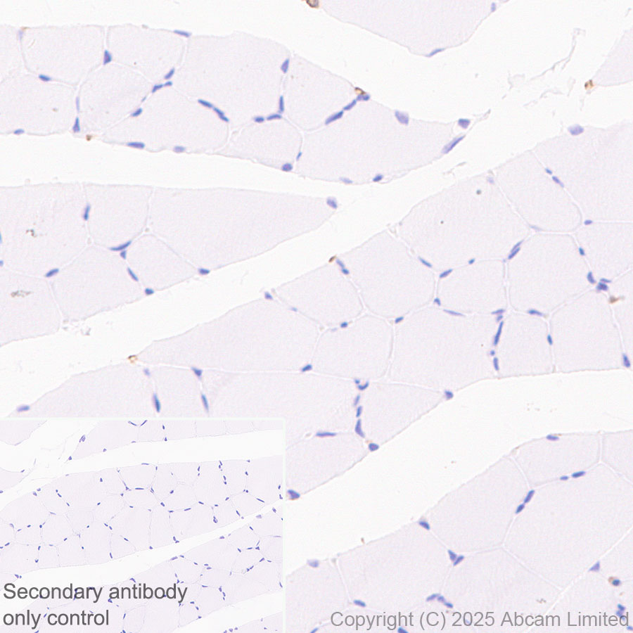 Immunohistochemistry (Formalin/PFA-fixed paraffin-embedded sections) - Anti-EMR1/ADGRE1 (F4/80) antibody [RM1302] (AB323648), expandable thumbnail