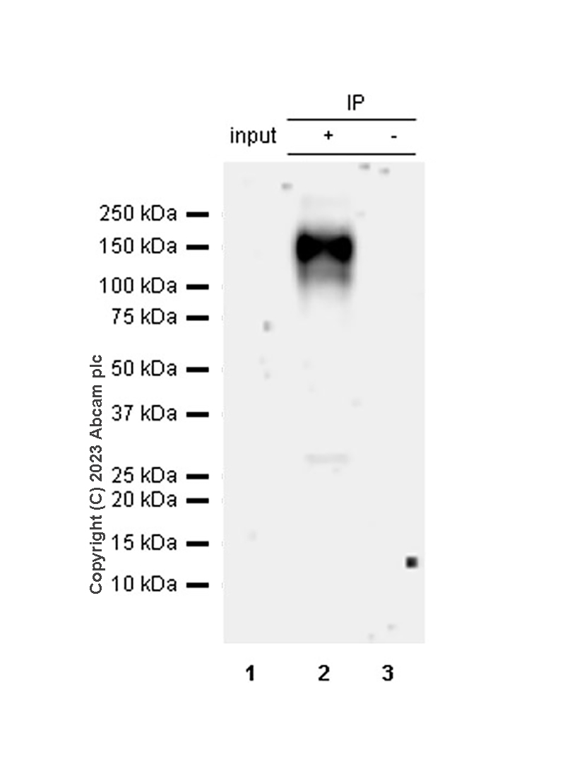Immunoprecipitation - Anti-EMR1/ADGRE1 (F4/80) antibody [RM1302] (AB323648), expandable thumbnail
