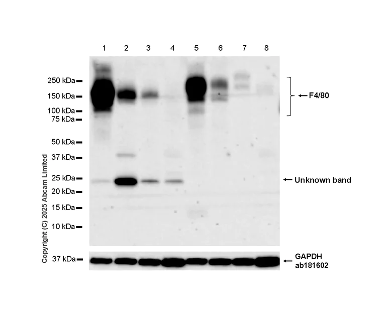 Western blot - Anti-EMR1/ADGRE1 (F4/80) antibody [RM1302] (AB323648)
