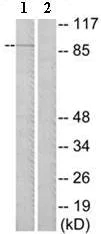 Western blot - Anti-EMR2 antibody (AB75190)