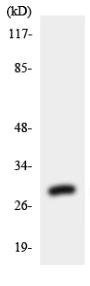 Western blot - Anti-Emx1 antibody (AB136102), expandable thumbnail