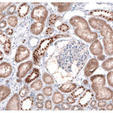 Immunohistochemistry (Formalin/PFA-fixed paraffin-embedded sections) - Anti-Emx1 antibody (AB224343)