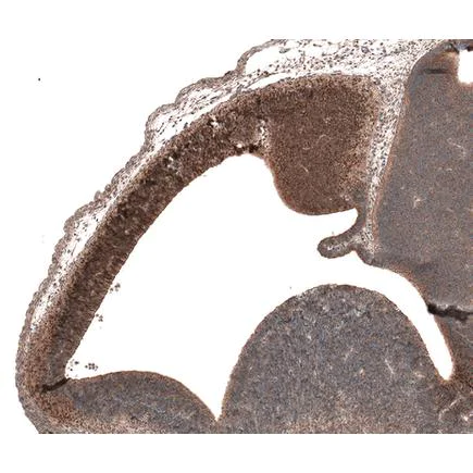 Immunohistochemistry (Formalin/PFA-fixed paraffin-embedded sections) - Anti-Emx1 antibody (AB224343)