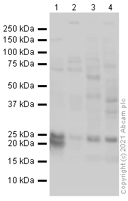 Western blot - Anti-EMX2 antibody (AB94713)