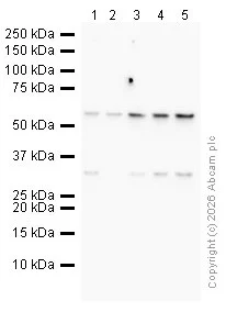 Western blot - Anti-EMX2 antibody (AB94713)