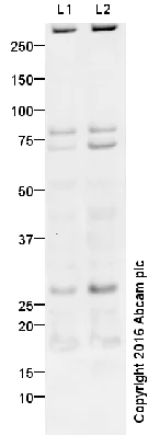 Western blot - Anti-EMX2 antibody (AB94713)