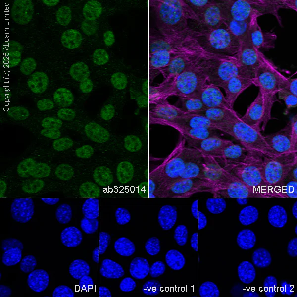 Immunocytochemistry/ Immunofluorescence - Anti-EN1 / Engrailed 1 antibody [EPR26667-4] (AB325014)
