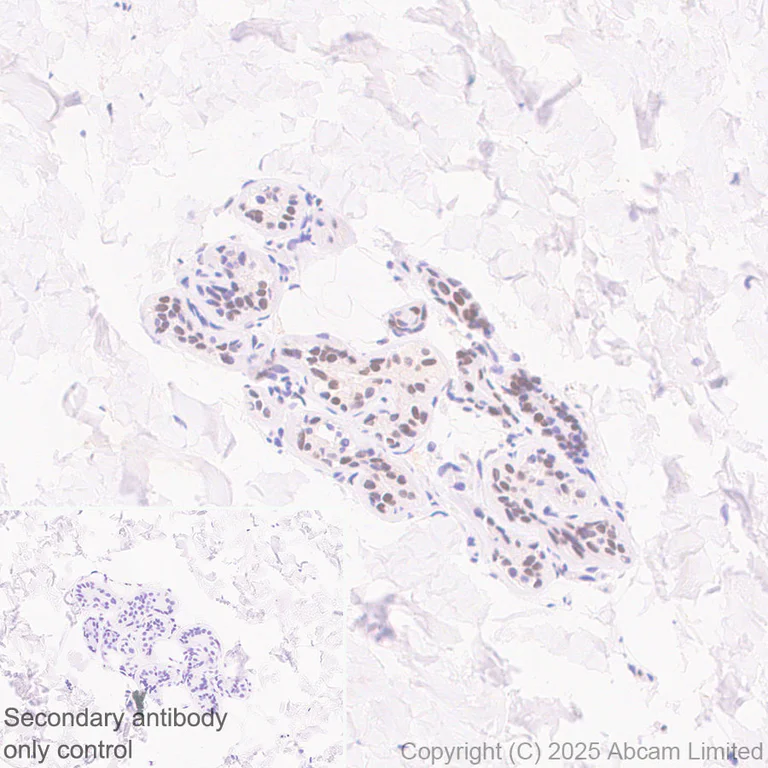 Immunohistochemistry (Formalin/PFA-fixed paraffin-embedded sections) - Anti-EN1 / Engrailed 1 antibody [EPR26667-4] (AB325014)