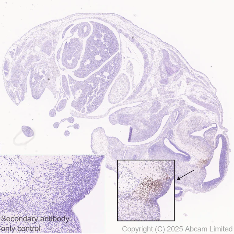 Immunohistochemistry (Formalin/PFA-fixed paraffin-embedded sections) - Anti-EN1 / Engrailed 1 antibody [EPR26667-4] (AB325014)