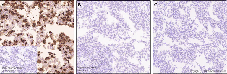 Immunohistochemistry (Formalin/PFA-fixed paraffin-embedded sections) - Anti-EN1 / Engrailed 1 antibody [EPR26667-4] (AB325014)