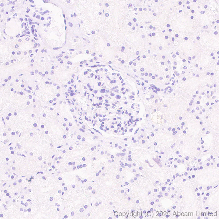 Immunohistochemistry (Formalin/PFA-fixed paraffin-embedded sections) - Anti-EN1 / Engrailed 1 antibody [EPR26667-4] (AB325014)