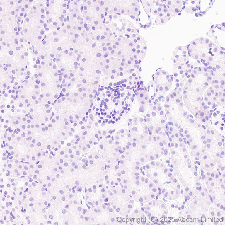 Immunohistochemistry (Formalin/PFA-fixed paraffin-embedded sections) - Anti-EN1 / Engrailed 1 antibody [EPR26667-4] (AB325014)