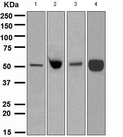 Western blot - Anti-EN1 / Engrailed 1 antibody [EPR3282] (AB108598)