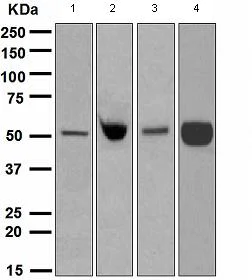Western blot - Anti-EN1 / Engrailed 1 antibody [EPR3282] - BSA and Azide free (AB239934)