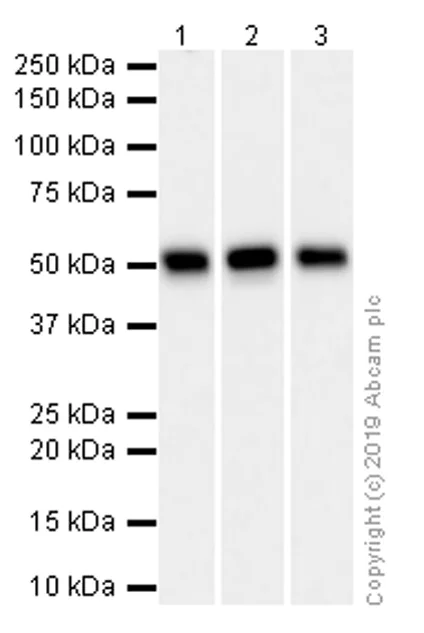 Western blot - Anti-EN1 / Engrailed 1 antibody [EPR3282] - BSA and Azide free (AB239934)