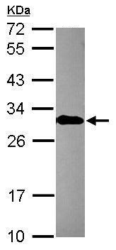 Western blot - Anti-EN2 antibody (AB227167)