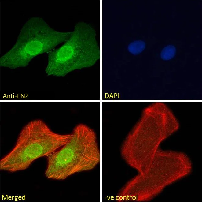 Immunocytochemistry - Anti-EN2 antibody (AB45867)