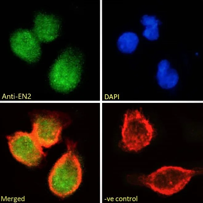 Immunocytochemistry - Anti-EN2 antibody (AB45867)