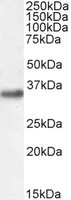 Western blot - Anti-EN2 antibody (AB45867)