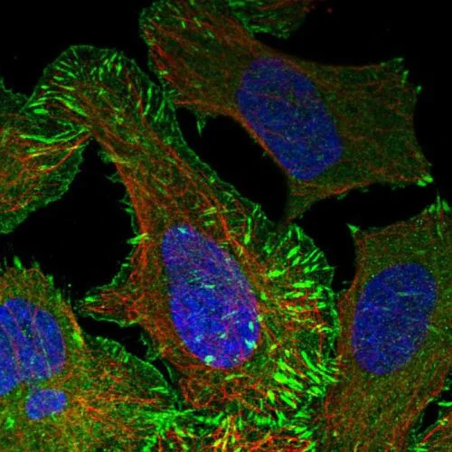 Immunocytochemistry/ Immunofluorescence - Anti-ENAH/MENA antibody (AB244417)