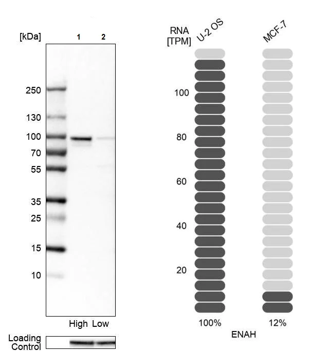 Western blot - Anti-ENAH/MENA antibody (AB244423)