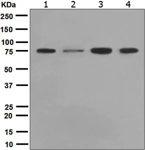 Western blot - Anti-ENAH/MENA antibody [EPR5660] - BSA and Azide free (AB247959)