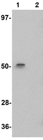 Western blot - Anti-ENC1 antibody (AB106683)