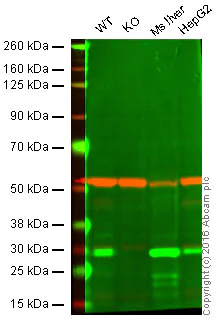 Western blot - Anti-Endo G antibody [EP1665Y] (AB76122)