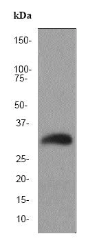 Western blot - Anti-Endo G antibody [EP1665Y] - BSA and Azide free (AB247443)