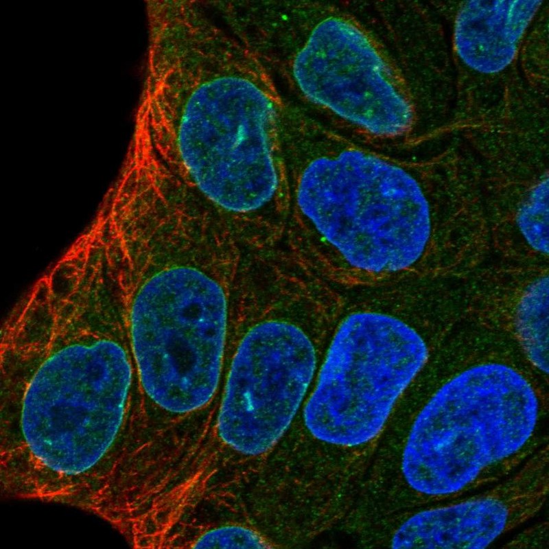 Immunocytochemistry/ Immunofluorescence - Anti-ENDOD1 antibody (AB121293), expandable thumbnail