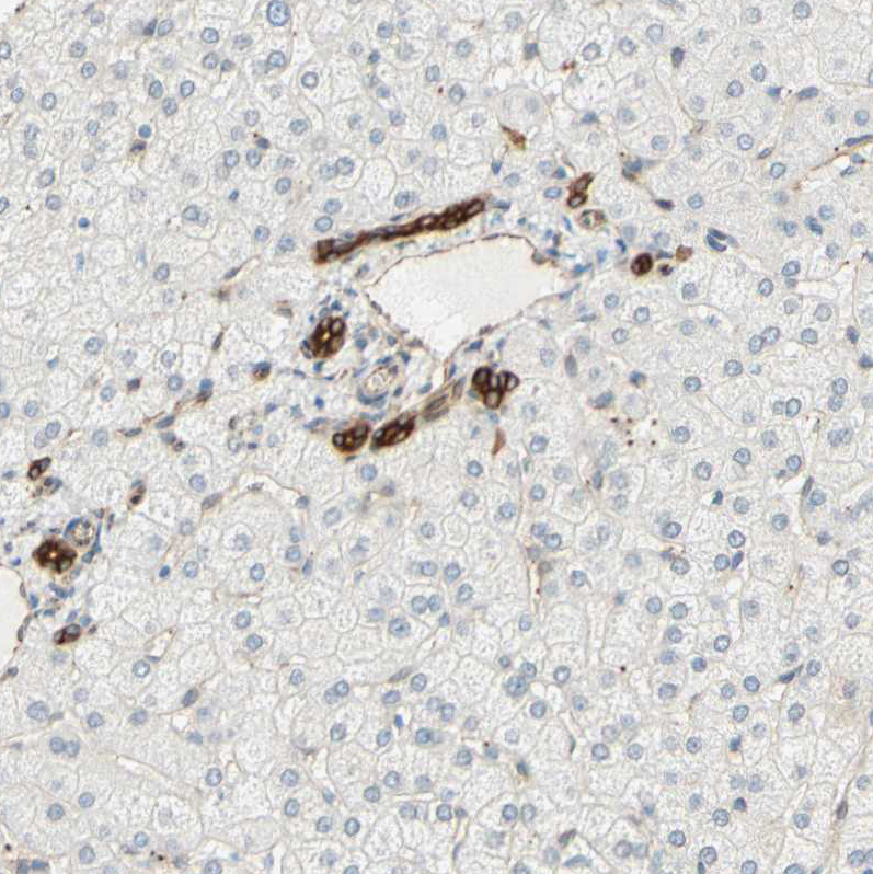 Immunohistochemistry (Formalin/PFA-fixed paraffin-embedded sections) - Anti-ENDOD1 antibody (AB121293), expandable thumbnail