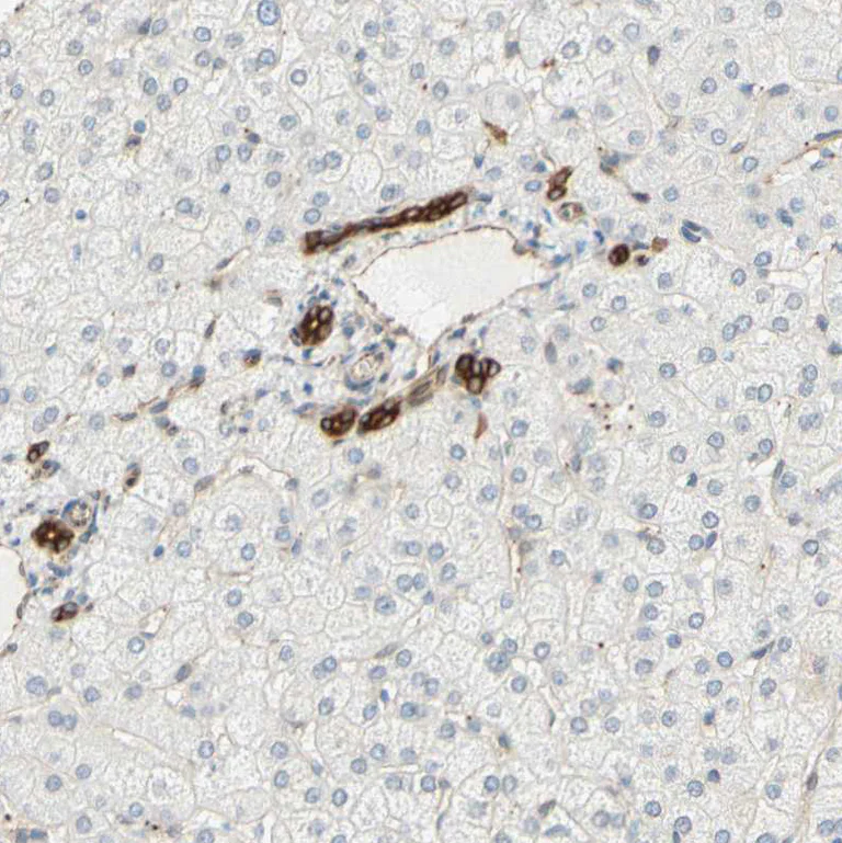Immunohistochemistry (Formalin/PFA-fixed paraffin-embedded sections) - Anti-ENDOD1 antibody (AB121293)