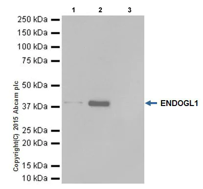 Immunoprecipitation - Anti-ENDOGL1/ENGL antibody [EPR15672] (AB206300)