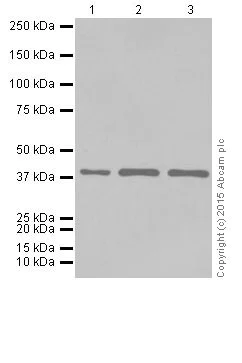 Western blot - Anti-ENDOGL1/ENGL antibody [EPR15672] - BSA and Azide free (AB251450)