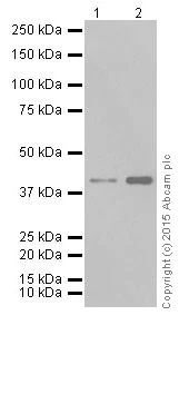 Western blot - Anti-ENDOGL1/ENGL antibody [EPR15672] - BSA and Azide free (AB251450)
