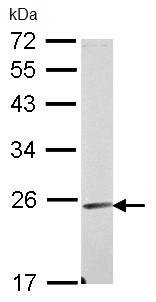 Western blot - Anti-Endomucin antibody (AB96315)