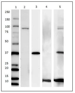 Western blot - Endoplasmic Reticulum Fraction Western Blot Cocktail (AB139415)