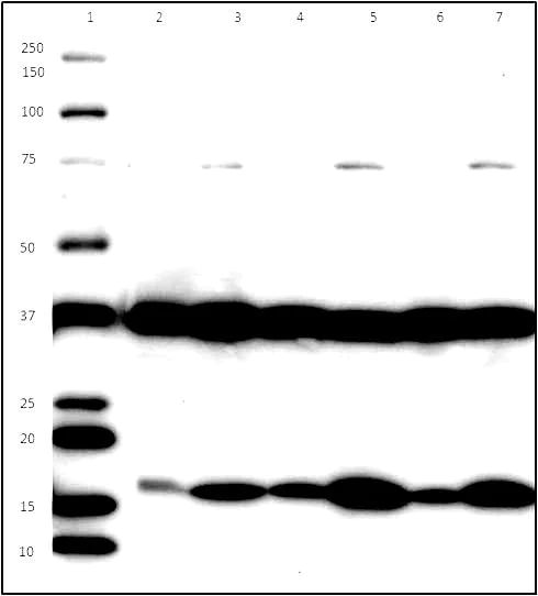 Western blot - Endoplasmic Reticulum Fraction Western Blot Cocktail (AB139415)