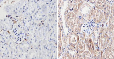 Immunohistochemistry (Formalin/PFA-fixed paraffin-embedded sections) - Anti-Endostatin/COL18A1 antibody (ab3453), expandable thumbnail