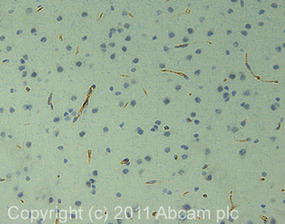 Immunohistochemistry (Formalin/PFA-fixed paraffin-embedded sections) - Anti-Endothelial Cell antibody [RECA-1] - BSA and Azide free (AB264524)