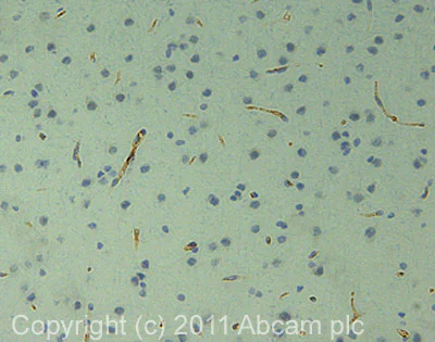 Immunohistochemistry (Formalin/PFA-fixed paraffin-embedded sections) - Anti-Endothelial Cell antibody [RECA-1] - BSA and Azide free (AB264524)