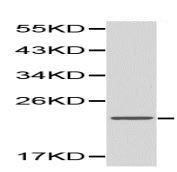Western blot - Anti-Endothelin 1 antibody (AB190741)