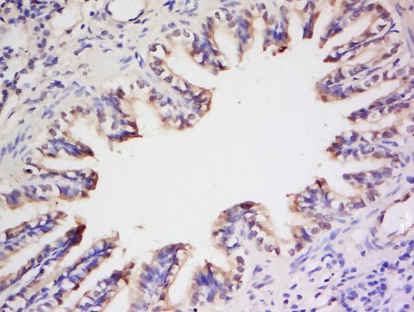 Immunohistochemistry (Formalin/PFA-fixed paraffin-embedded sections) - Anti-Endothelin 1 antibody (AB216598)