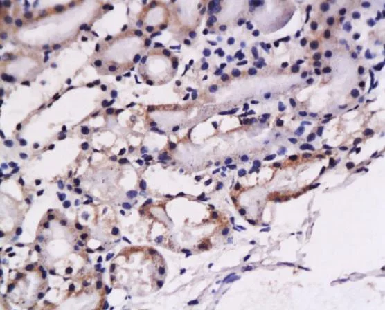 Immunohistochemistry (Formalin/PFA-fixed paraffin-embedded sections) - Anti-Endothelin 1 antibody (AB216598)