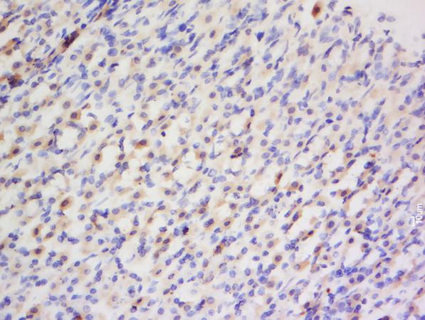 Immunohistochemistry (Formalin/PFA-fixed paraffin-embedded sections) - Anti-Endothelin 1 antibody (AB216598)