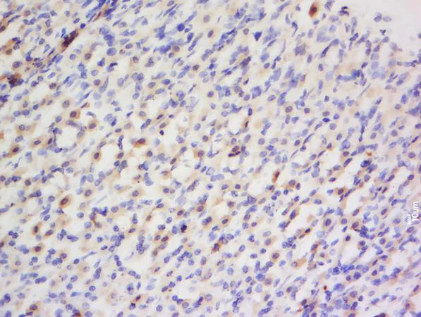 Immunohistochemistry (Formalin/PFA-fixed paraffin-embedded sections) - Anti-Endothelin 1 antibody (AB216598)