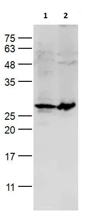 Western blot - Anti-Endothelin 1 antibody (AB216598)