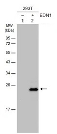 Western blot - Anti-Endothelin 1 antibody (AB97662)